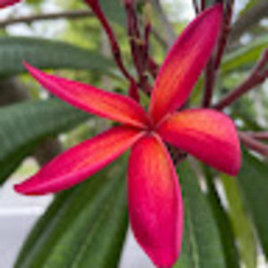 Meet your Posher, Alika